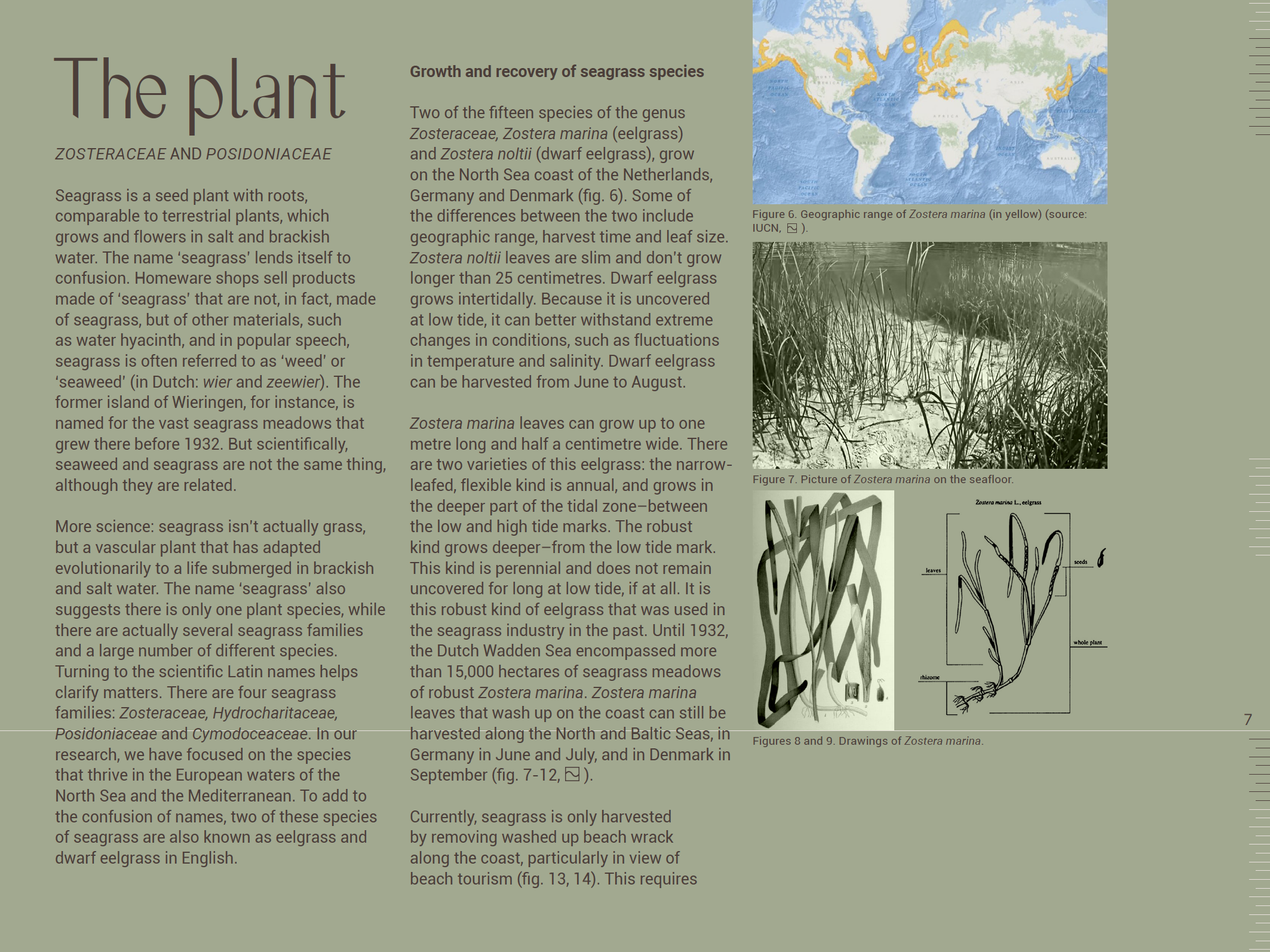 SEAGRASS